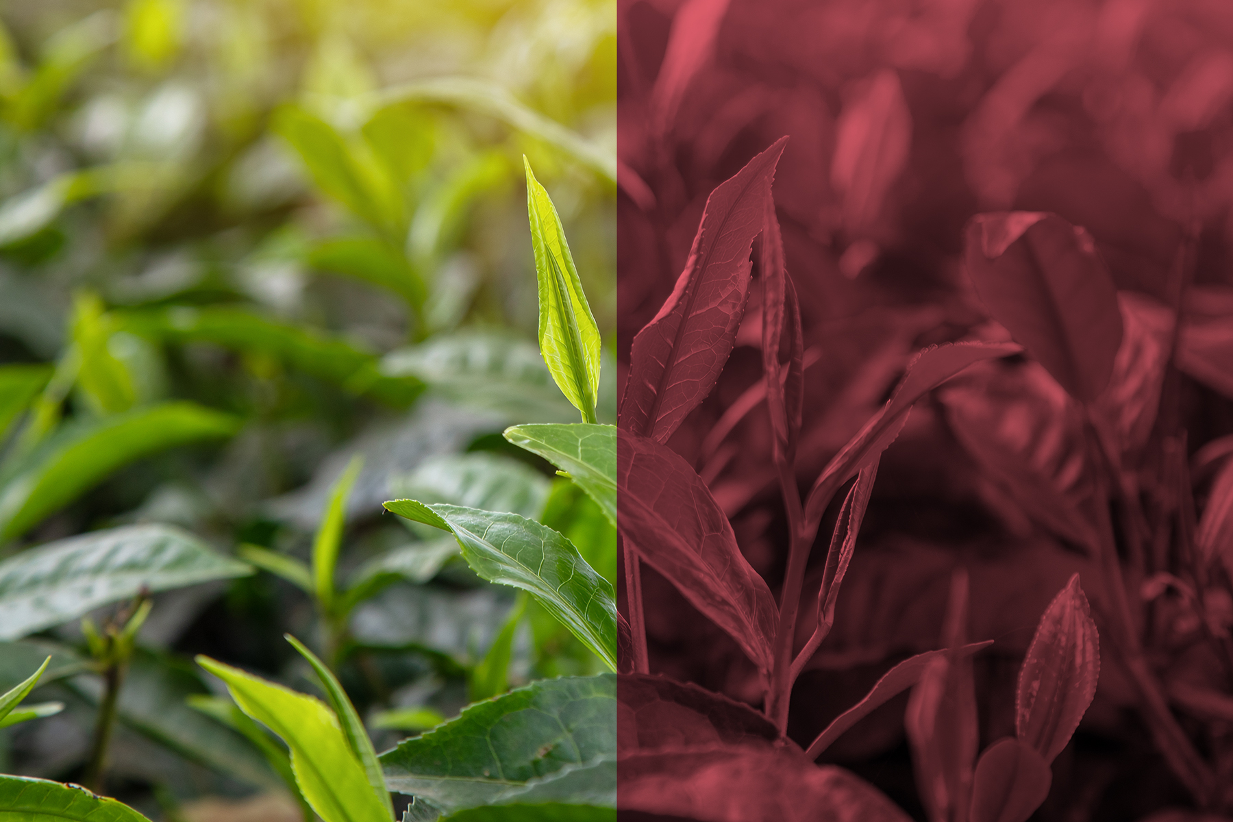 1800x1200_GettyImages-1731750252_retouch.jpg