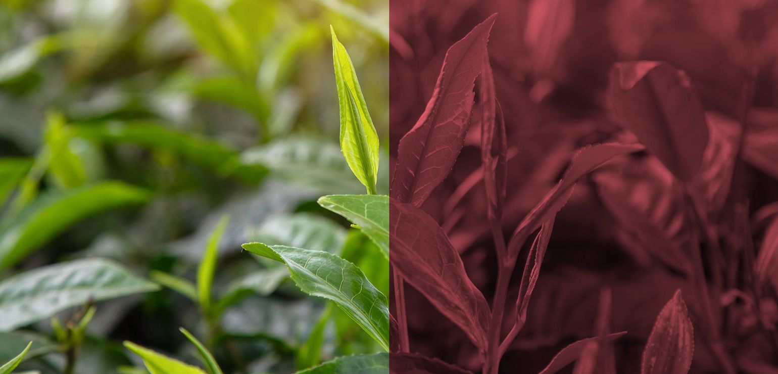 1800x1200_GettyImages-1731750252_retouch-min.jpg