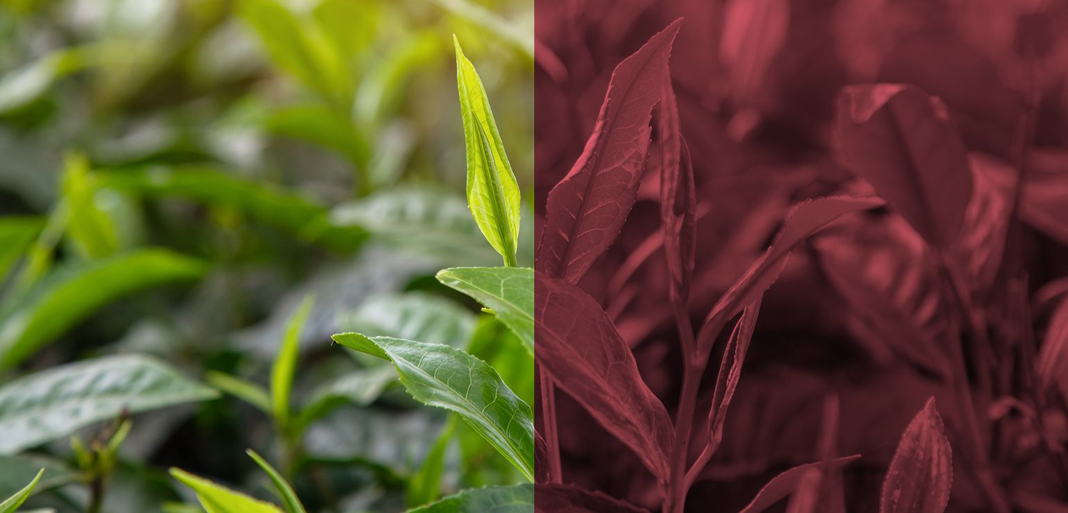 1800x1200_GettyImages-1731750252_retouch.jpg