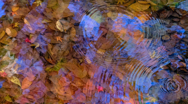 autumn_leaves_change_test_2.png