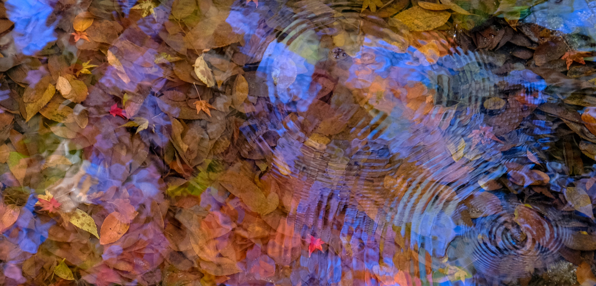 autumn_leaves_change_test_2.png